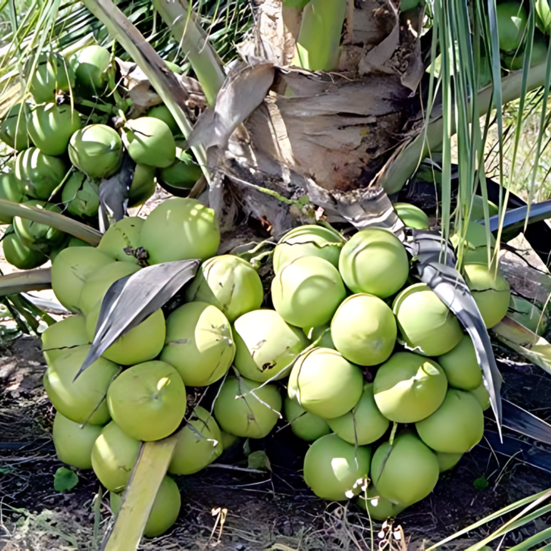 Hybrid Dwarf Coconut - 18th Patta Hybrid  Plant