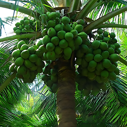 Hybrid Coconut - Wast Coast Tall  Plant