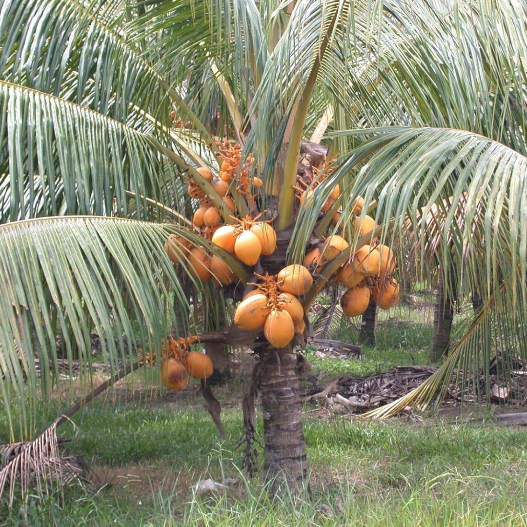 Hybrid Dwarf Coconut - Yellow Malayan  Plant