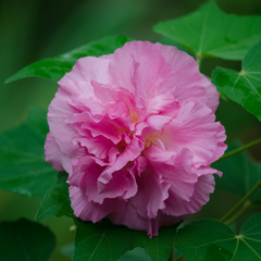 Confederate Rose / Magic Rose - Hibiscus mutabilis -  Hybrid Flower Plant