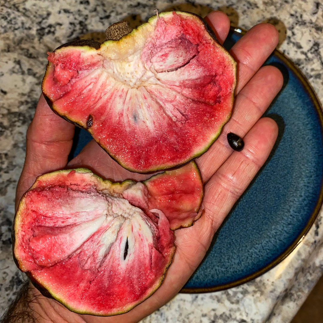Custard Apple - Black - Annona reticulata Fruit Plant