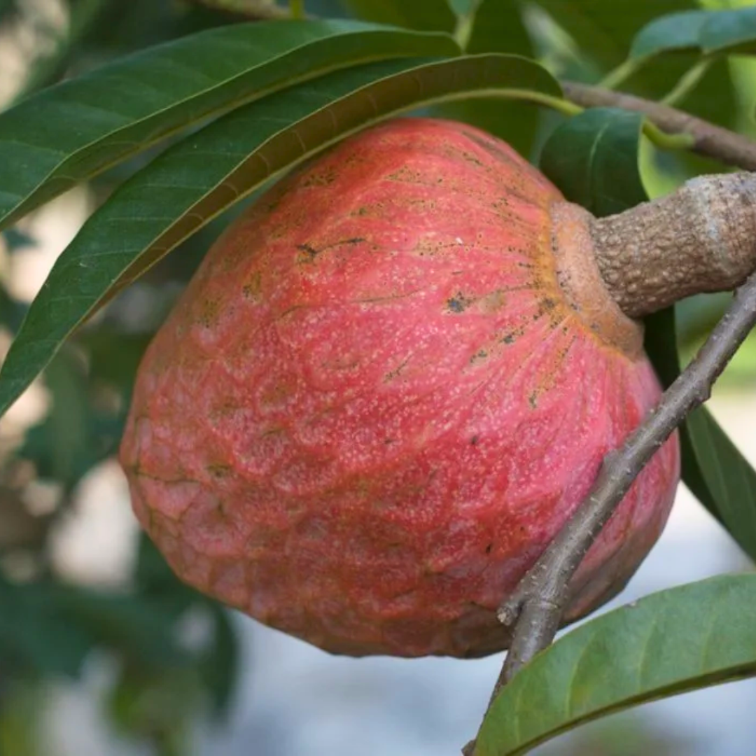 Custard Apple - Red - Annona reticulata Fruit Plant