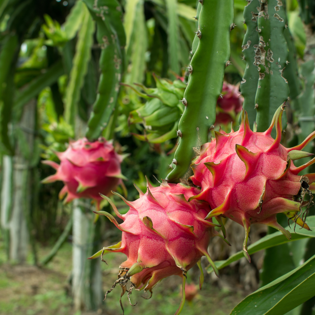 Dragon Fruit / Pitaya - Purple Flesh  Fruit Plant
