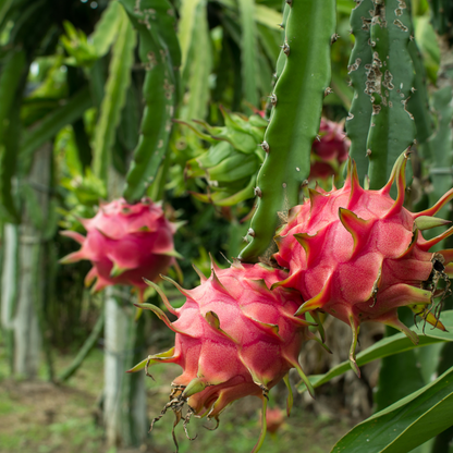 Dragon Fruit / Pitaya - Purple Flesh  Fruit Plant
