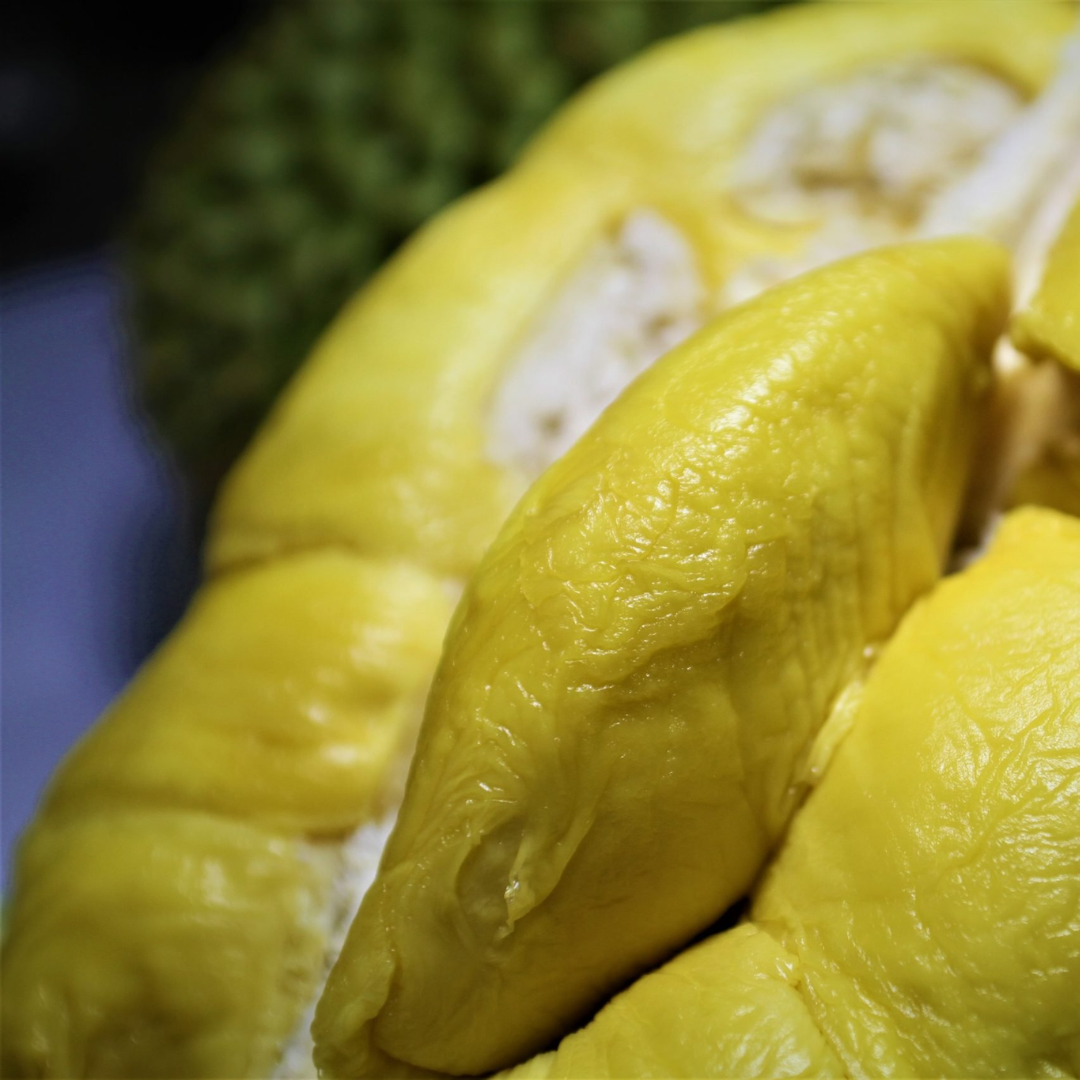 Durian - Black Gold - Fruit Plant