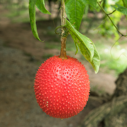 Gac Fruit - Red Hybrid - Fruit Seeds