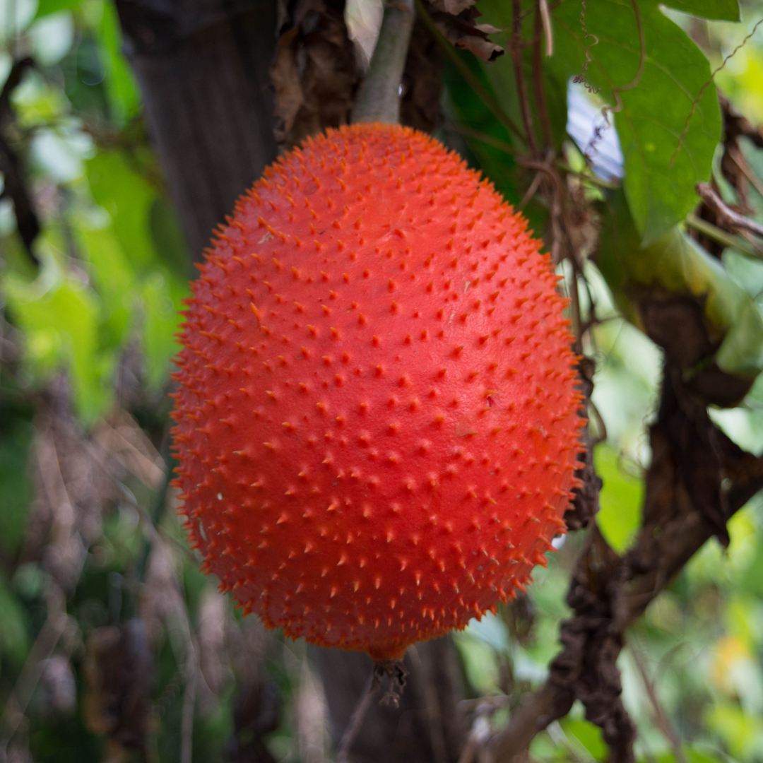 Gac Fruit - Red Hybrid - Fruit Seeds