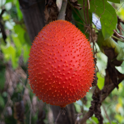 Gac Fruit - Red Hybrid - Fruit Seeds