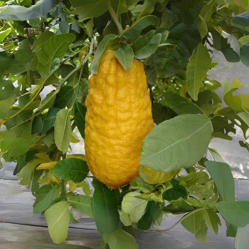 Lemon - Ganapathy Lemon - Citrus medica Fruit Plant