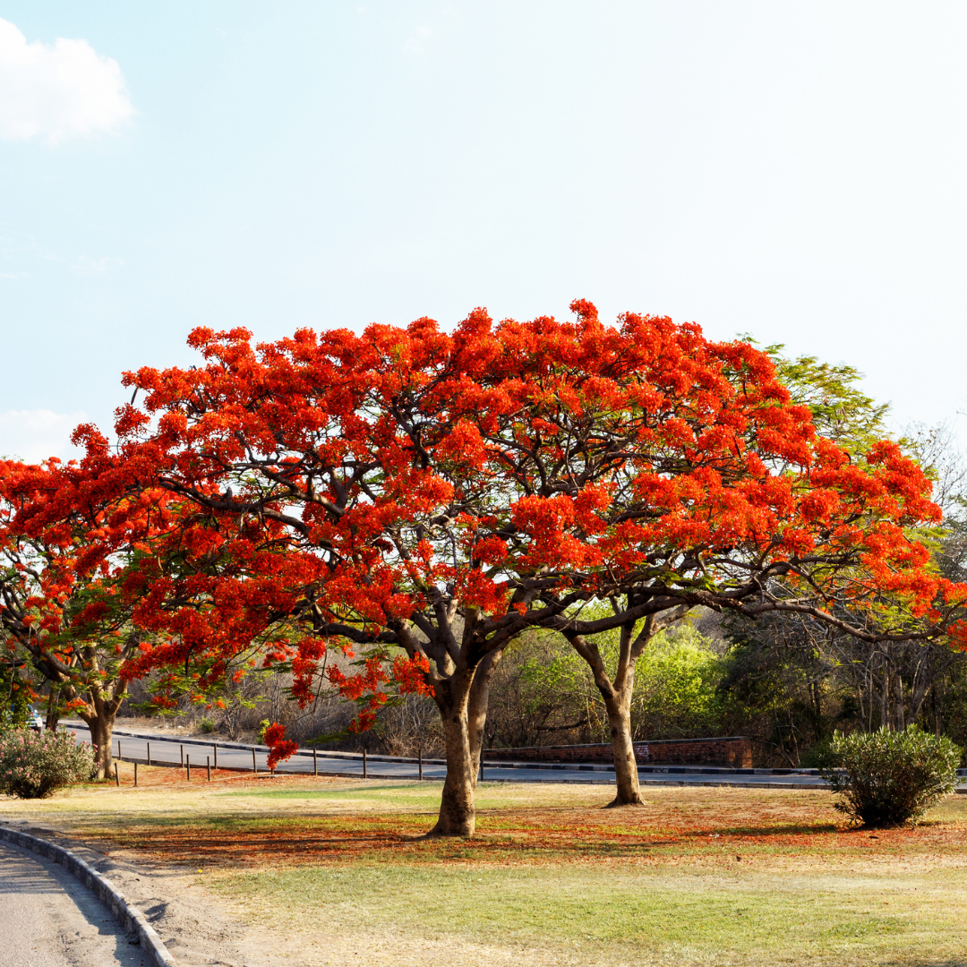 Gulmohar - Red - 10 Tree Seeds