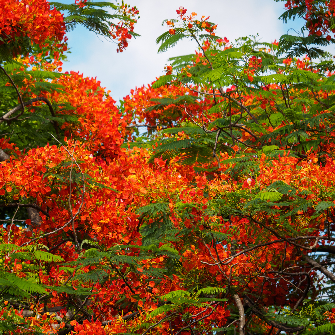 Gulmohar - Red - 10 Tree Seeds