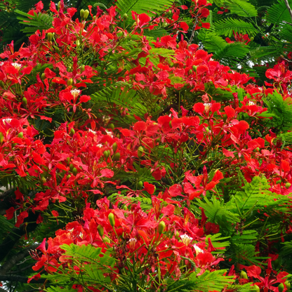 Gulmohar - Red - 10 Tree Seeds