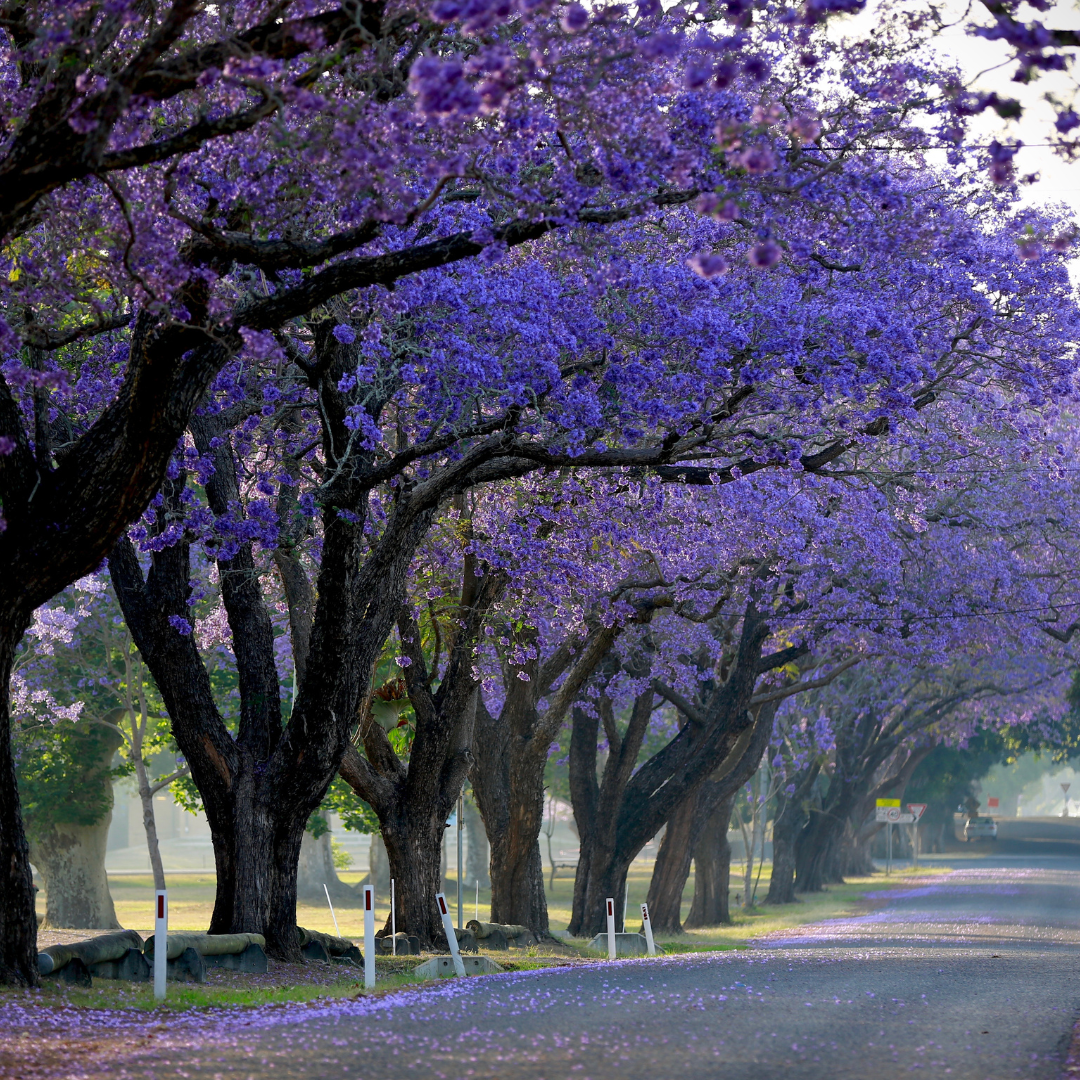 Jacaranda - Purple - 20 Tree Seeds