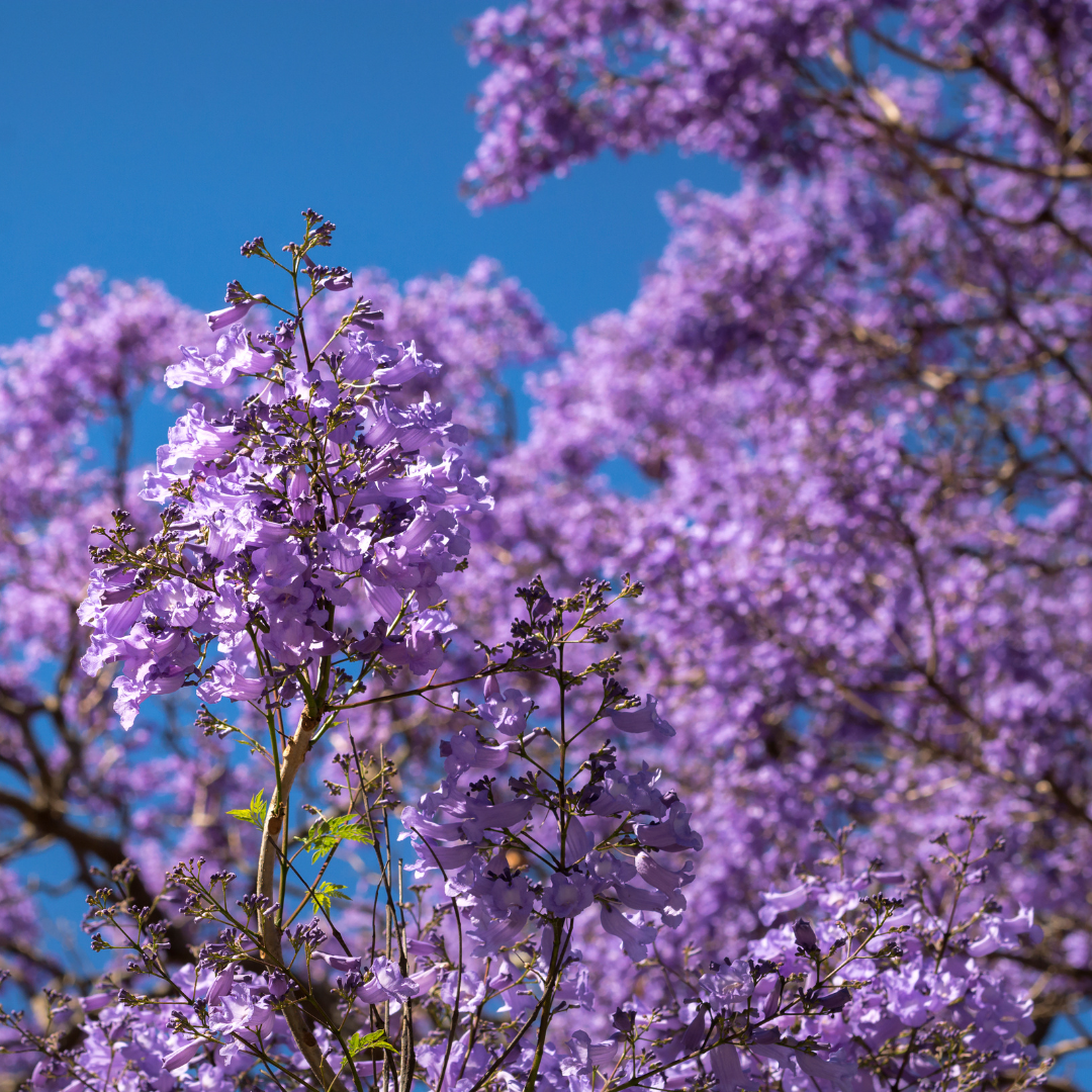 Jacaranda Purple 20 Tree Seeds MTech Gardens