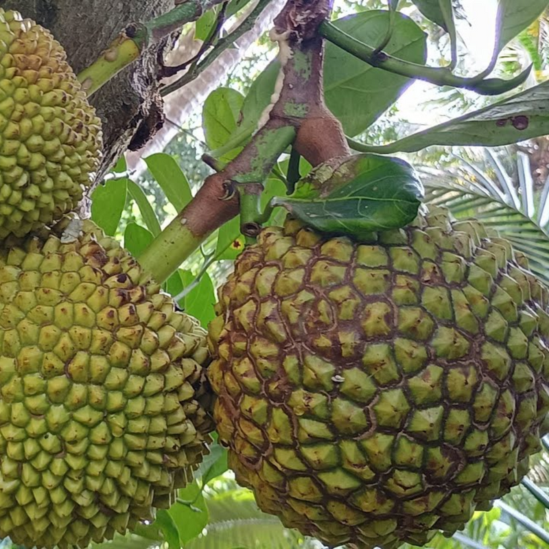 Jackfruit - Lotus Jack / Thaamara Varikka - Fruit Plant