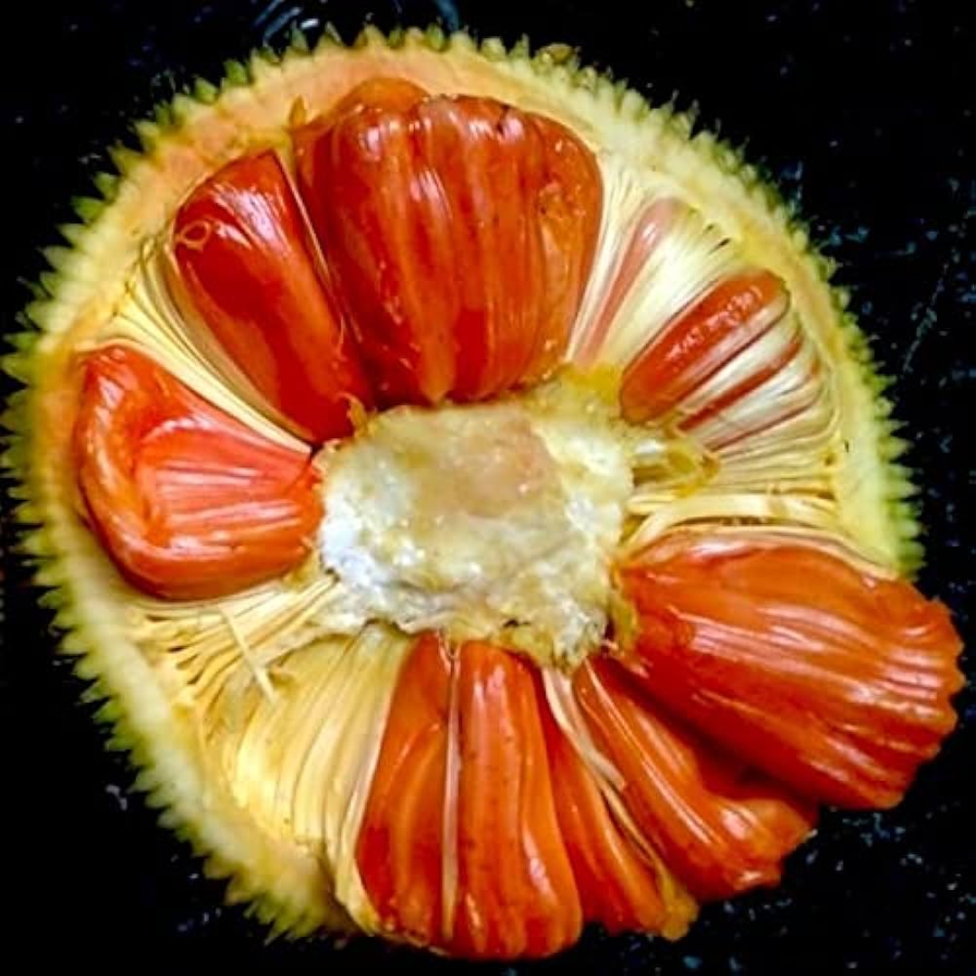 Jackfruit - Siddhu Jack - Hybrid Fruit Plant