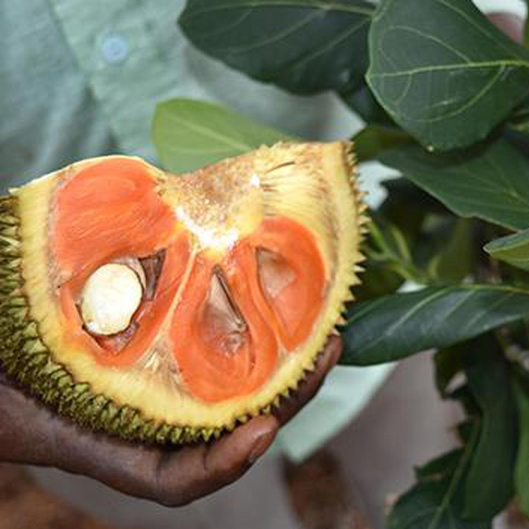 Jackfruit - Siddhu Jack - Hybrid Fruit Plant
