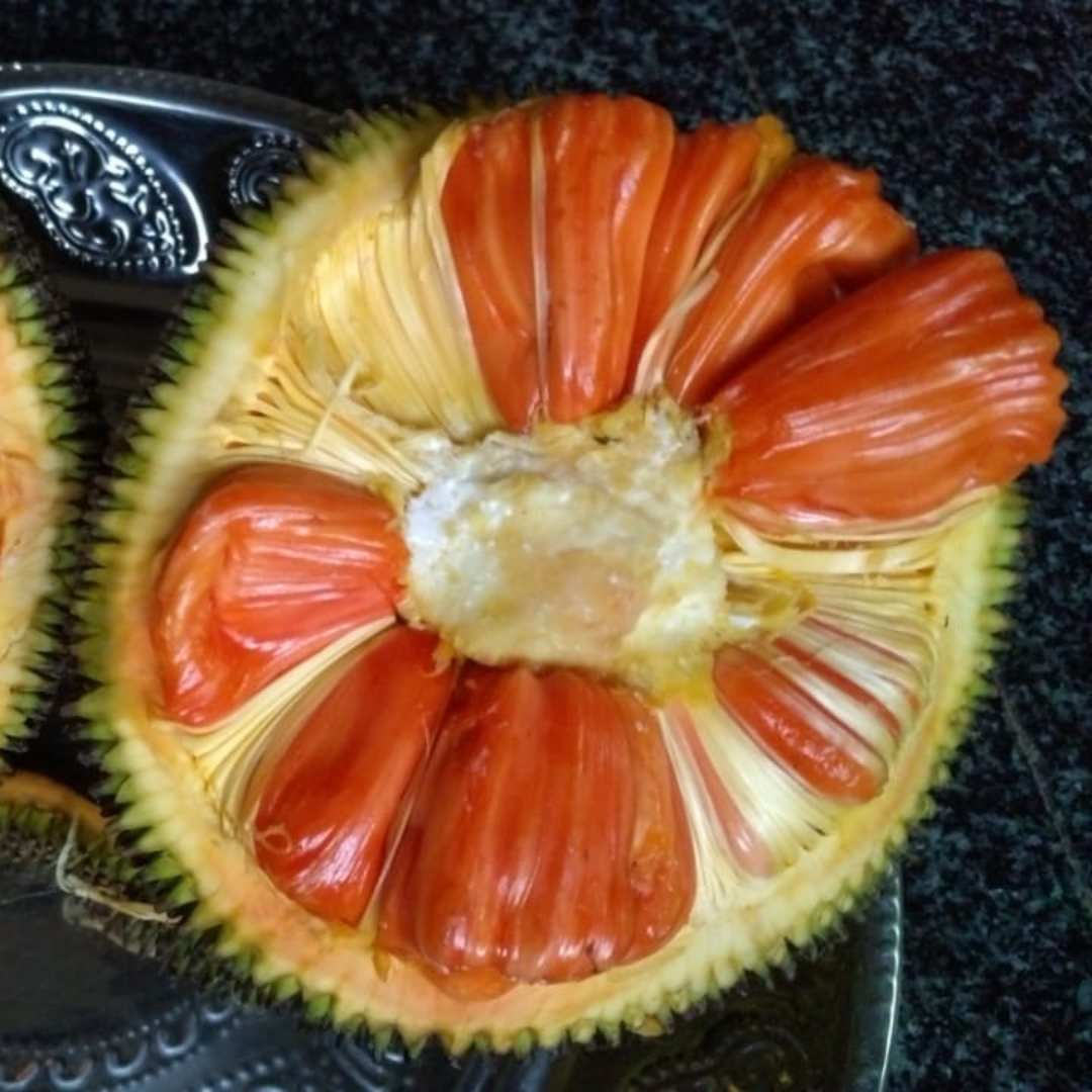 Jackfruit - Siddhu Jack - Hybrid Fruit Plant