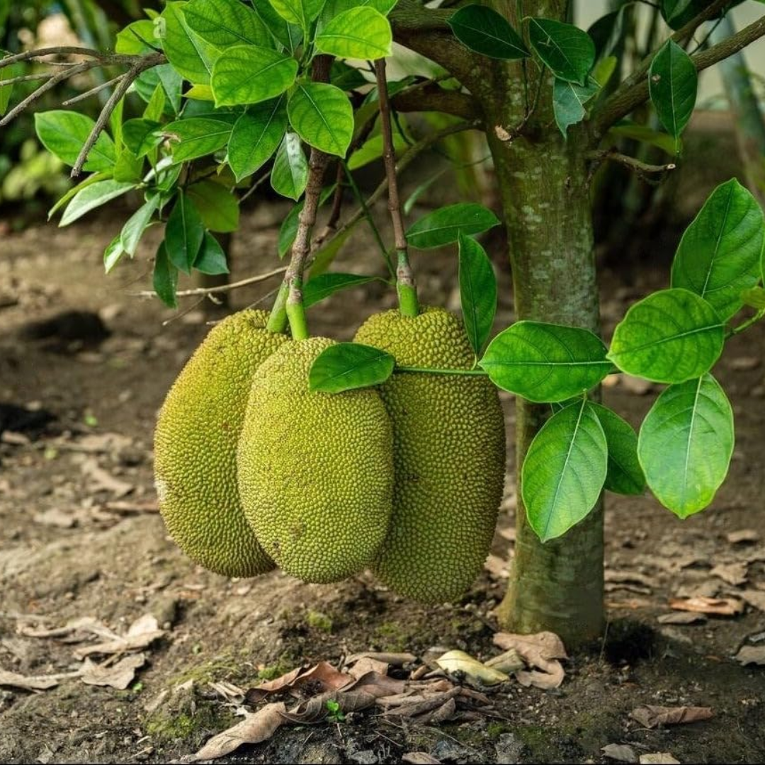 Buy Vietnam Super Early Jackfruit Plant Online – M-Tech Gardens