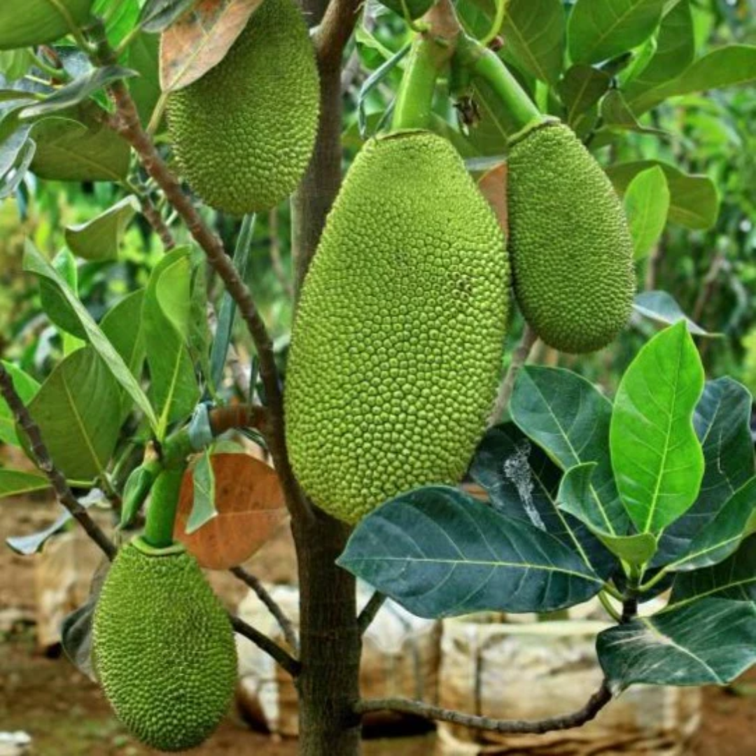 Jackfruit - Vietnam Super Early - Hybrid Fruit Plant