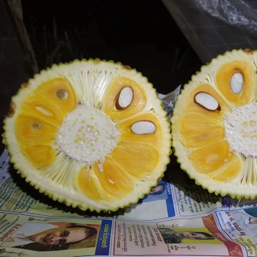 Jackfruit - Vietnam Super Early - Hybrid Fruit Plant