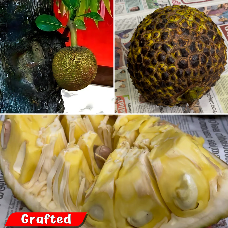 Jackfruit - Lotus Jack / Thaamara Varikka - Fruit Plant