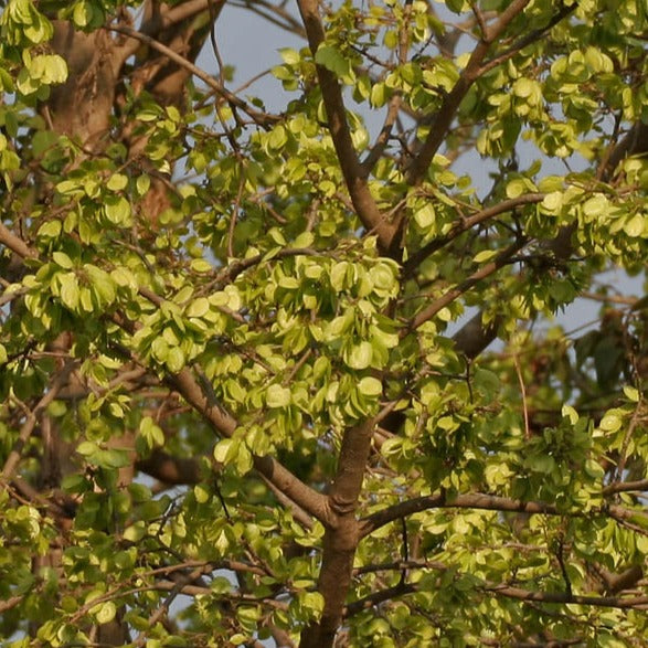 Aaval / Indian elm ( Holoptelea integrifolia ) Medicinal Plant