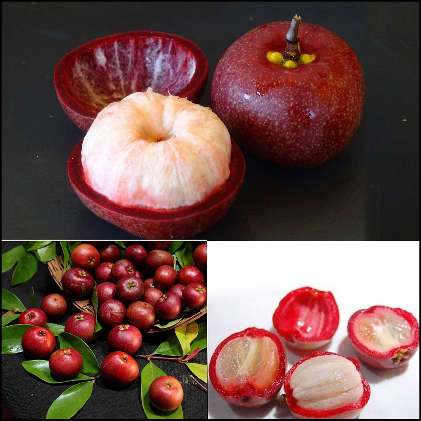 Kokum - Garcinia indica Fruit Plant – M-Tech Gardens