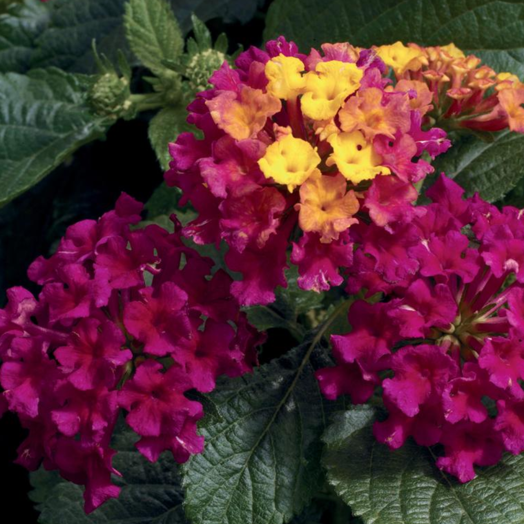 Lantana - Purple - 30 Flower Seeds