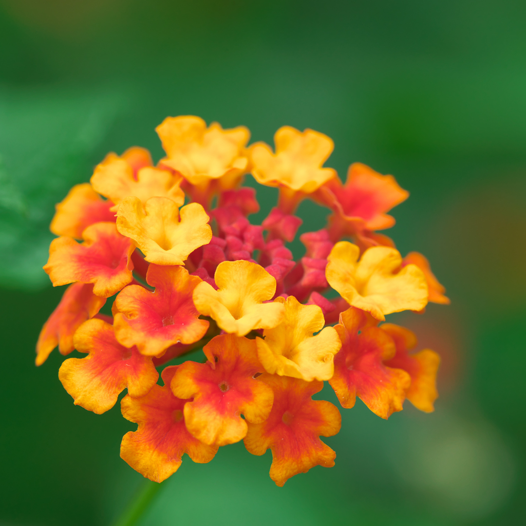 Lantana Red Flame 30 Flower Seeds MTech Gardens