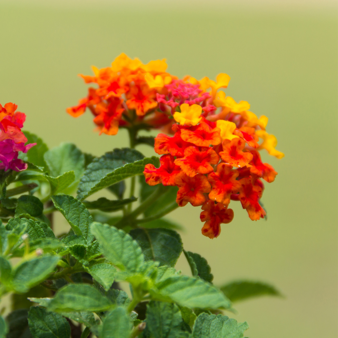 Lantana Red Flame 30 Flower Seeds MTech Gardens