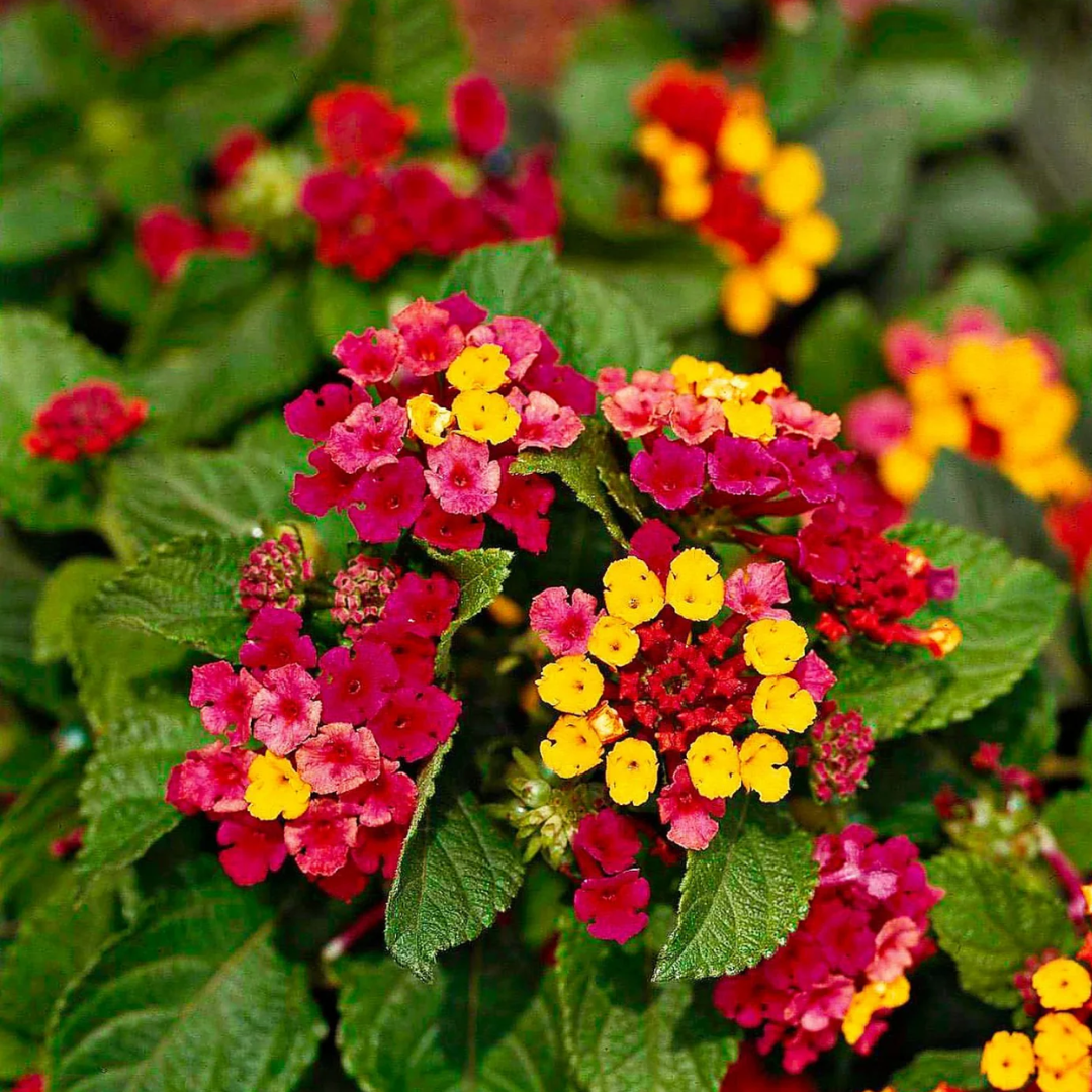 Lantana - Red Yellow - 30 Flower Seeds