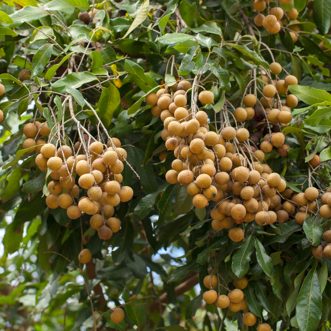 Longan - Dragon's Eye - Dimocarpus longan Fruit Plant