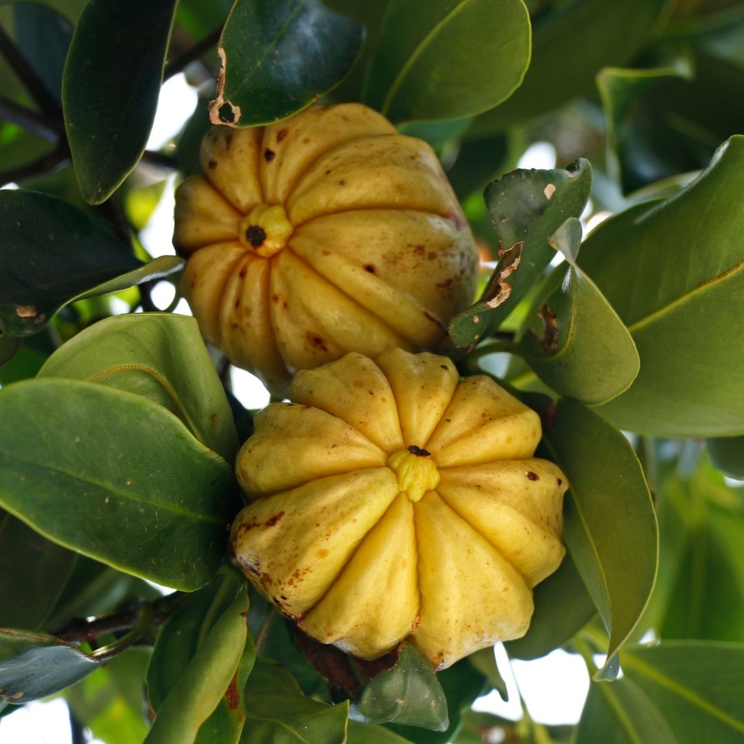 Malabar Tamarind / Kudampuli - Garcinia gummi-gutta Fruit Plant