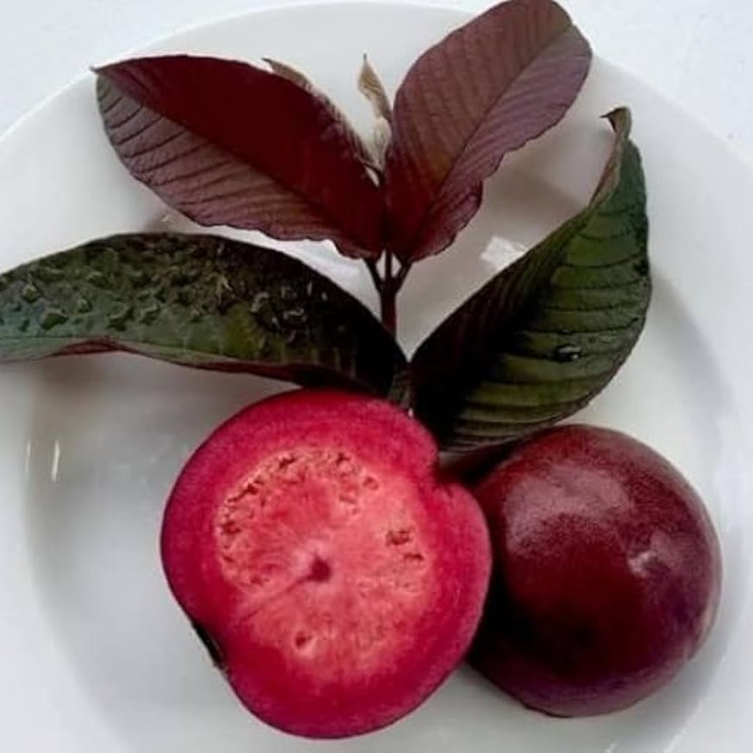 Guava - Malaysian Red - Hybrid Fruit Plant – M-Tech Gardens