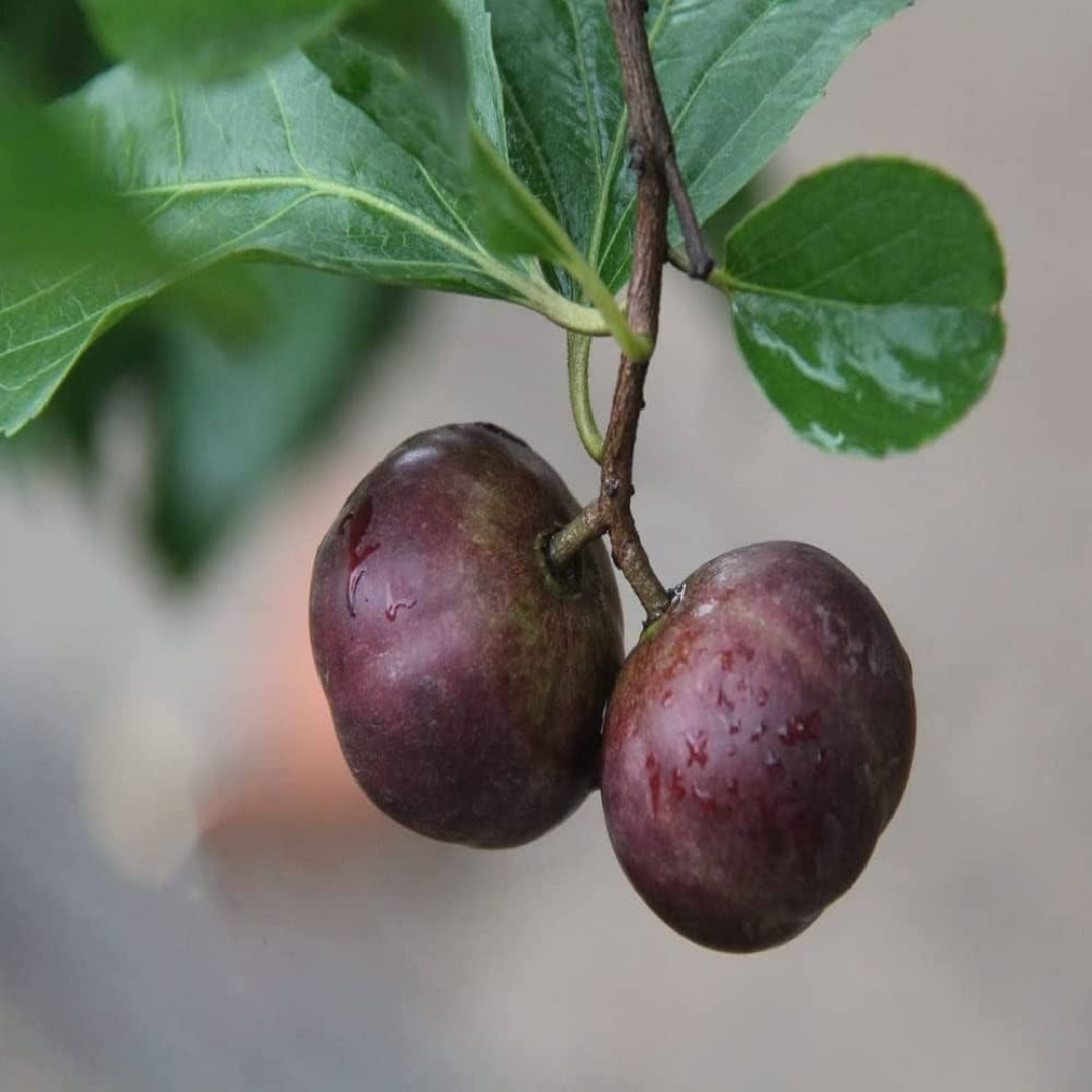 Manila Tennis Ball Cherry - Purple - Fruit Plant