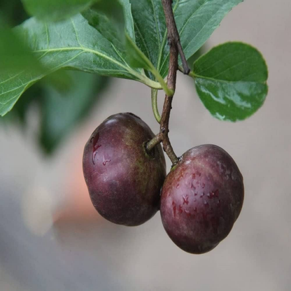 Manila Tennis Ball Cherry - Purple - Fruit Plant