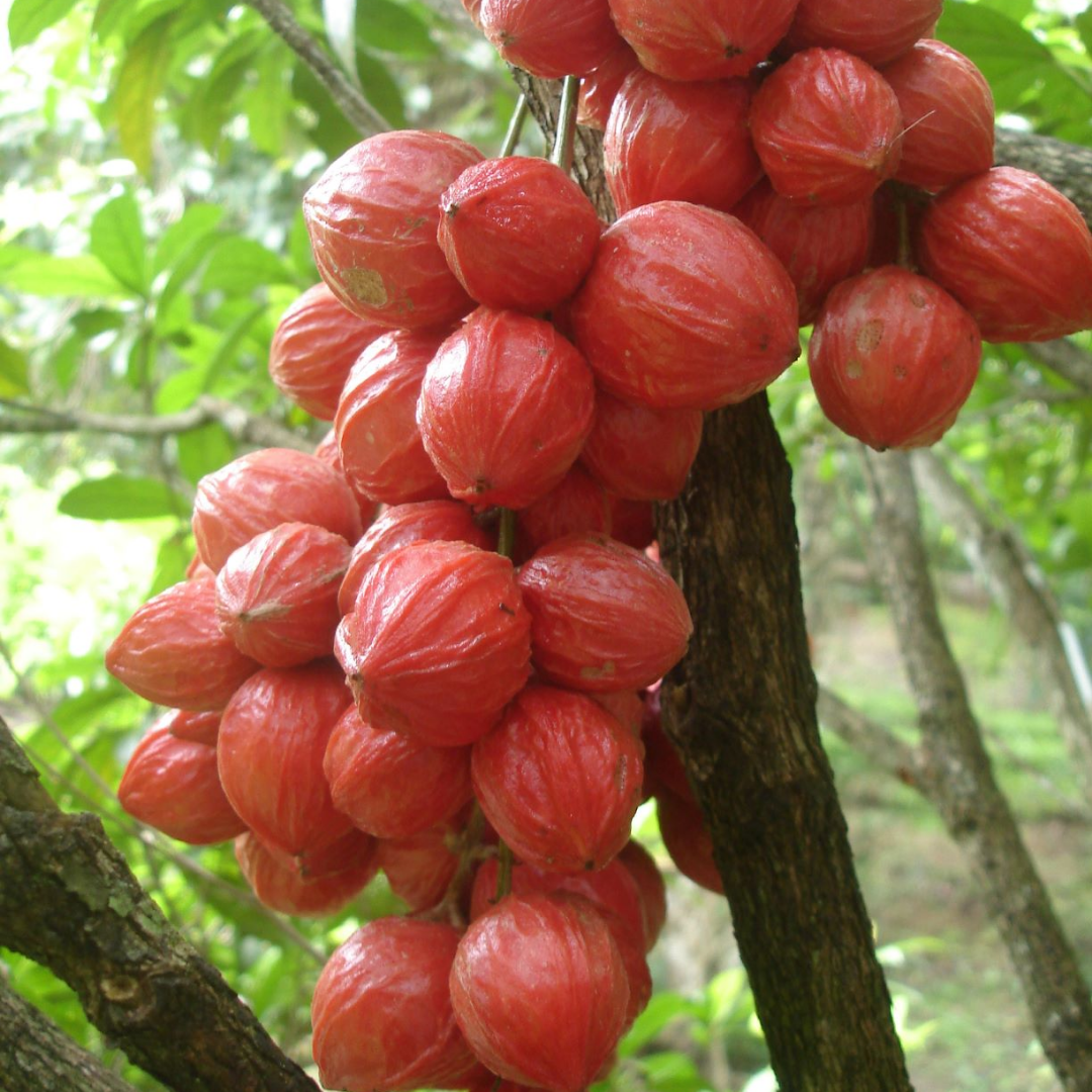 Mooty Fruit - Red - Baccaurea Courtallensis Fruit Plant