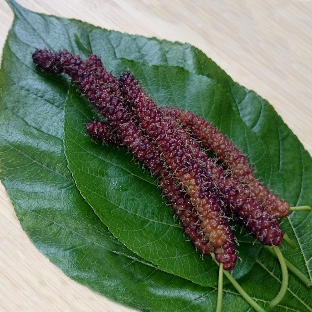 Mulberry - Brazilian Long- Fruit Plant
