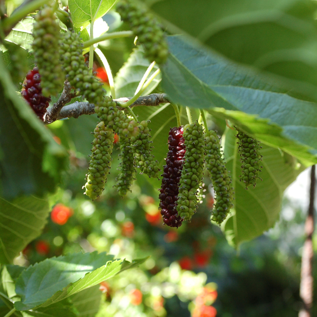 Mulberry - Brazilian Long- Fruit Plant