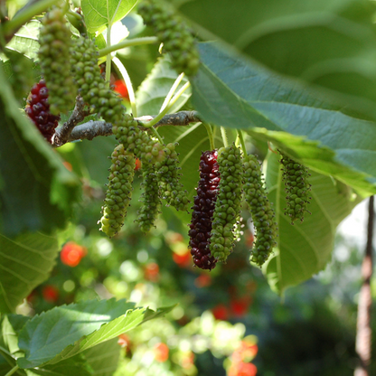 Mulberry - Brazilian Long- Fruit Plant