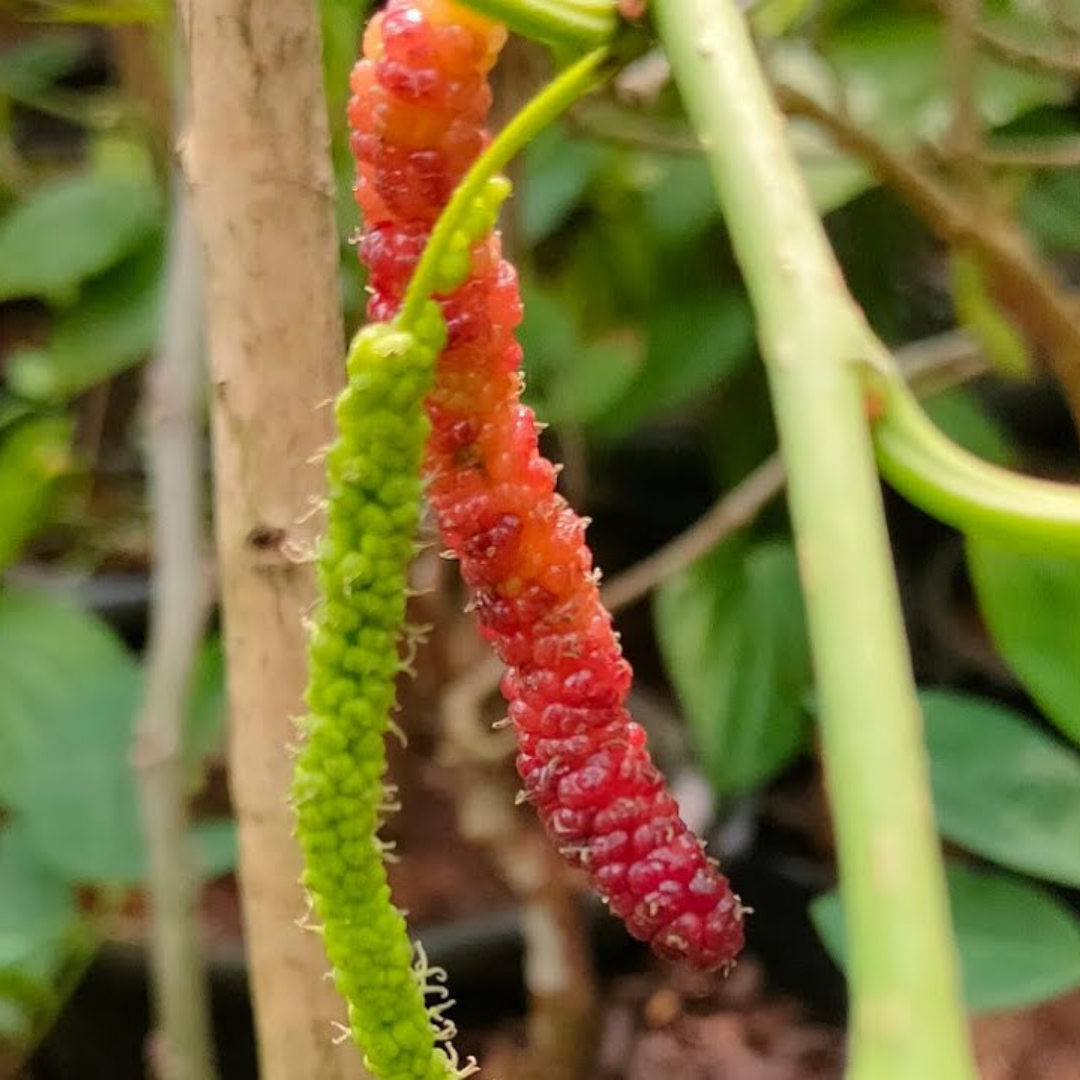 Mulberry - Brazilian Long- Fruit Plant