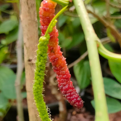 Mulberry - Brazilian Long- Fruit Plant