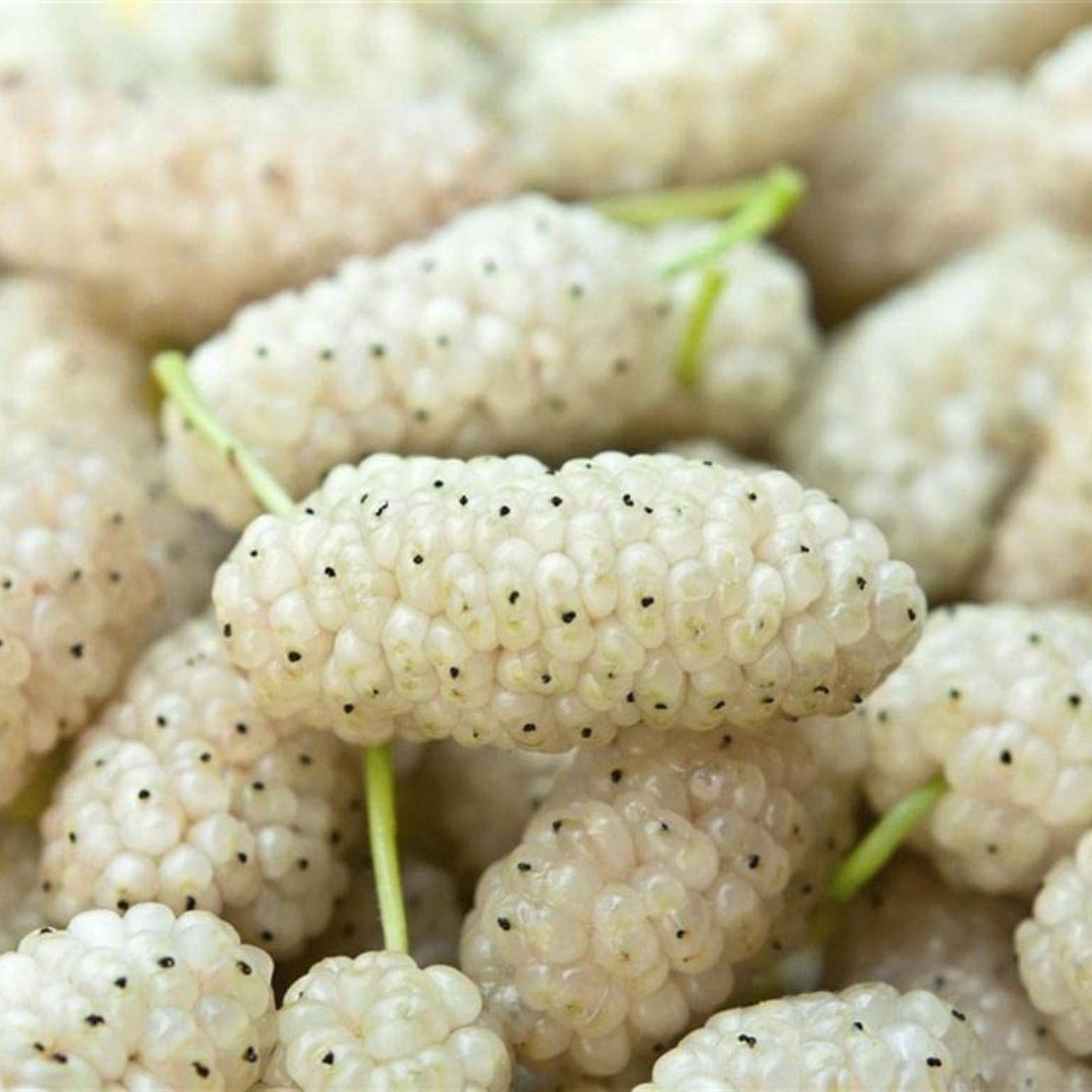 Mulberry - White - Fruit Plant