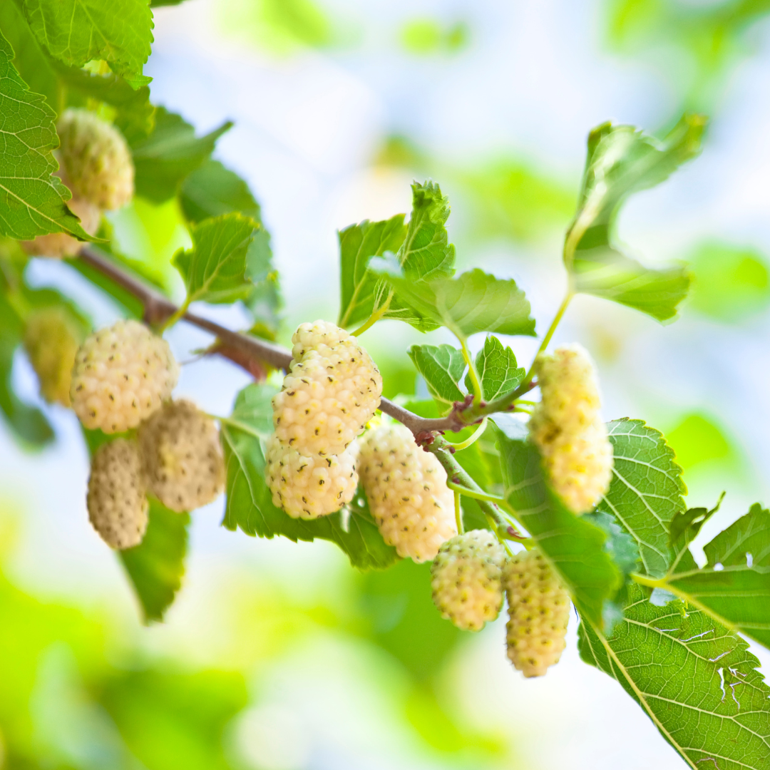 Mulberry - White - Fruit Plant