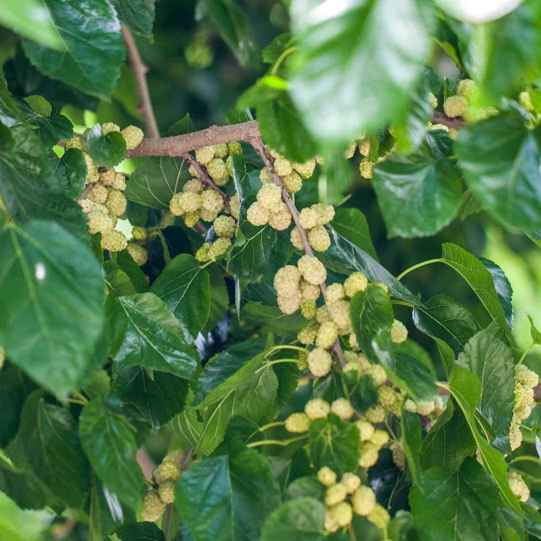 Mulberry - White - Fruit Plant