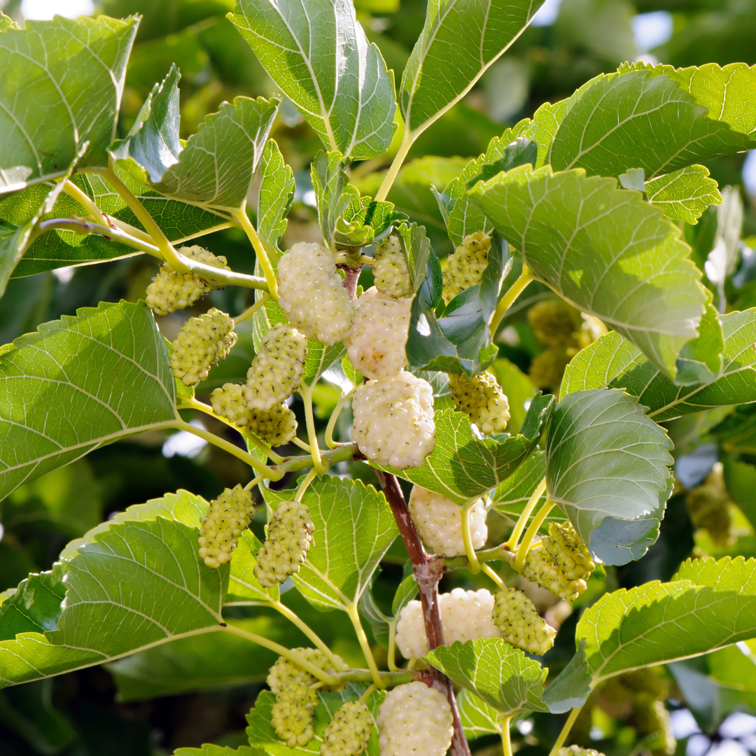 Mulberry - White - Fruit Plant