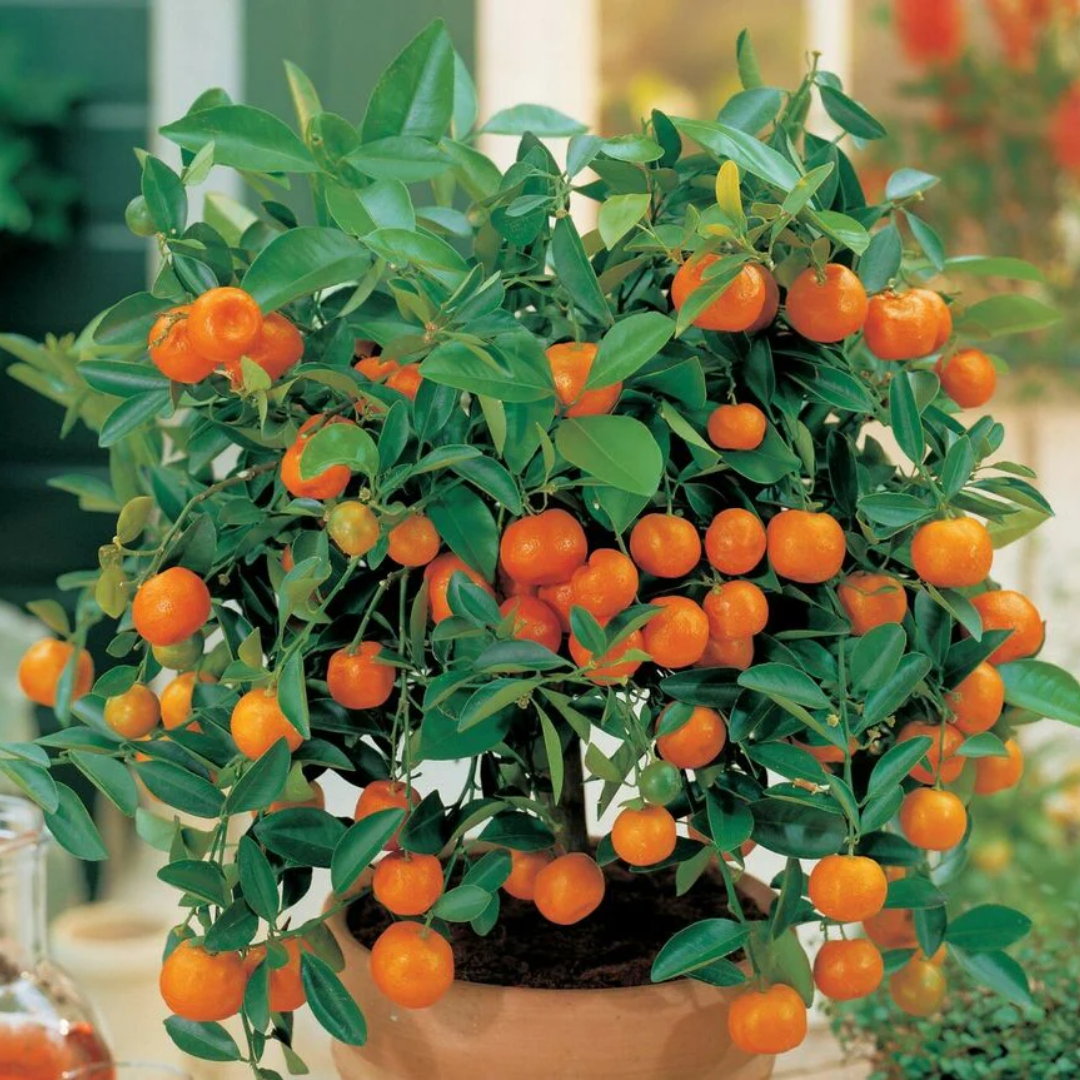 Citrus Orange - Chinese Bush Orange - Hybrid Fruit Plant – M-Tech Gardens