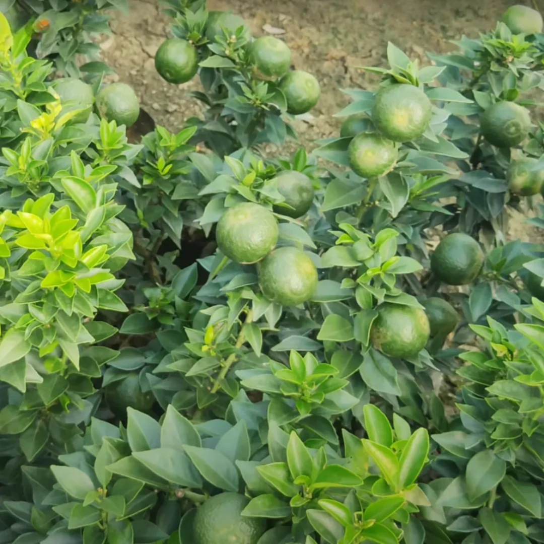 Citrus Orange - Chinese Mosambi - Hybrid Fruit Plant