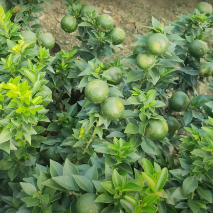 Citrus Orange - Chinese Mosambi - Hybrid Fruit Plant